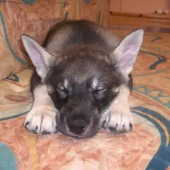 Chien d'élan suédois - Photo 2
