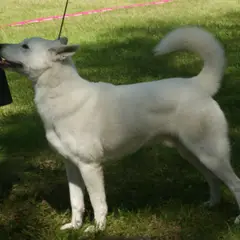 Chien d'élan suédois - Photo 3