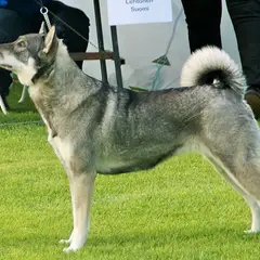 Chien d'élan suédois - Photo 4