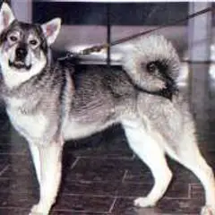 Chien d'élan suédois - Photo 6