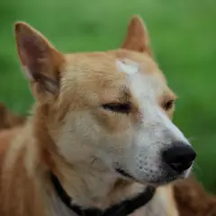 Chien de Canaan - Photo 3