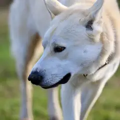 Chien de Canaan - Photo 4