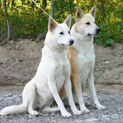 Chien de Canaan - Photo 5