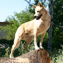Chien de Canaan - Photo 6