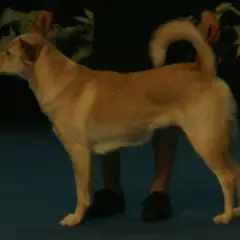 Chien de Canaan - Photo 7
