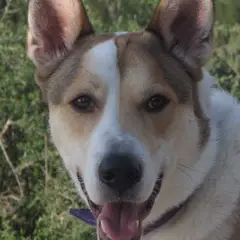 Chien de Canaan - Photo 8