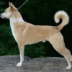 Chien de Canaan - Photo 9