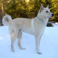 Chien de Canaan - Photo 10