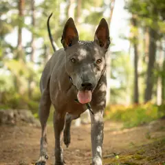Chien thaïlandais - Photo 1