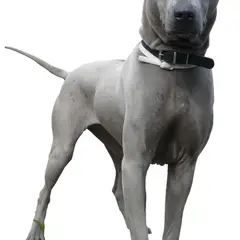 Chien thaïlandais - Photo 2