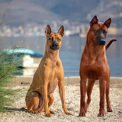 Chien thaïlandais - Photo 3