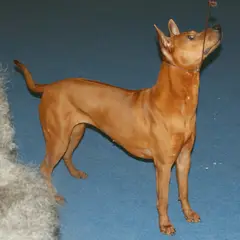 Chien thaïlandais - Photo 4