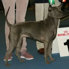 Chien thaïlandais - Photo 8