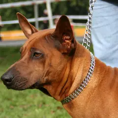 Chien thaïlandais - Photo 10