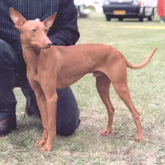Cirneco dell'Etna - Photo 2
