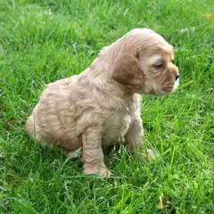 Cocker Américain - Photo 5
