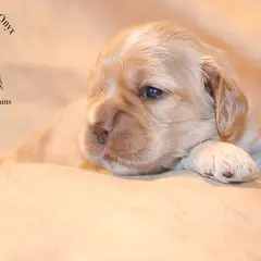 Cocker Américain - Photo 13