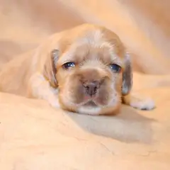 Cocker Américain - Photo 14