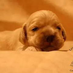 Cocker Américain - Photo 15