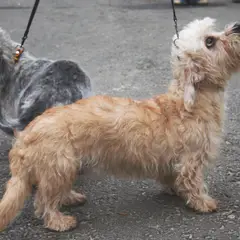 Dandie Dinmont Terrier - Foto 1