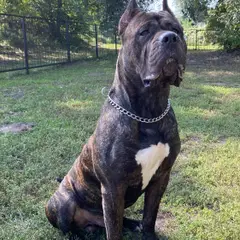 Dogo Canario - Foto 1