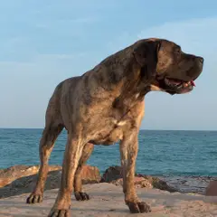 Dogo Canario - Foto 2