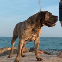 Dogo Canario - Foto 3