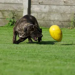 Dogo Canario - Foto 4