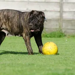Dogo Canario - Foto 5