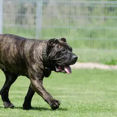 Dogo Canario - Foto 6