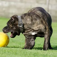 Dogo Canario - Foto 7