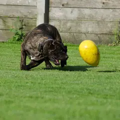 Dogo Canario - Foto 8