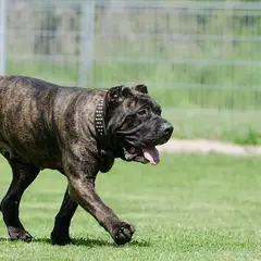 Dogo Canario - Foto 11