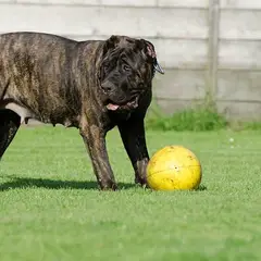 Dogo Canario - Foto 12