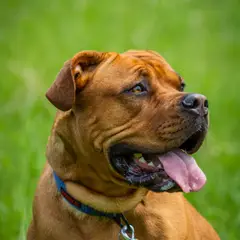 Dogue de Bordeaux - Photo 2