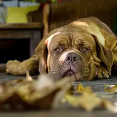 Dogue de Bordeaux - Photo 4