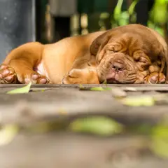 Dogue de Bordeaux - Photo 5