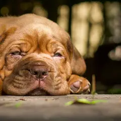 Dogue de Bordeaux - Photo 8