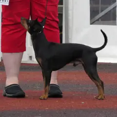 English Toy Terrier - Foto 2