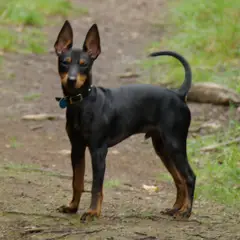English Toy Terrier - Foto 3