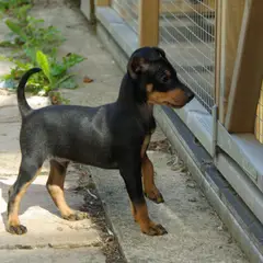 English Toy Terrier - Foto 4