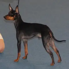 English Toy Terrier - Foto 5