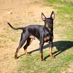 English Toy Terrier - Foto 6