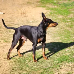 English Toy Terrier - Foto 7