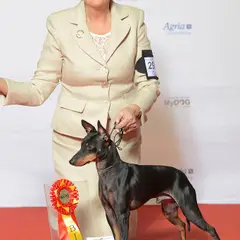English Toy Terrier - Foto 8