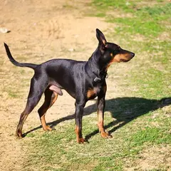 English Toy Terrier - Foto 9