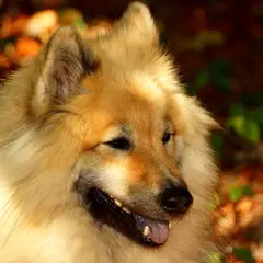 Eurasier - Photo 3