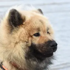 Eurasier - Photo 4