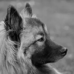 Eurasier - Photo 5