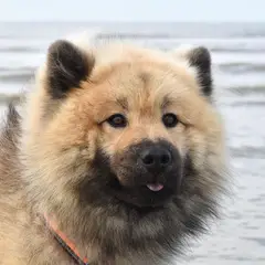 Eurasier - Photo 6